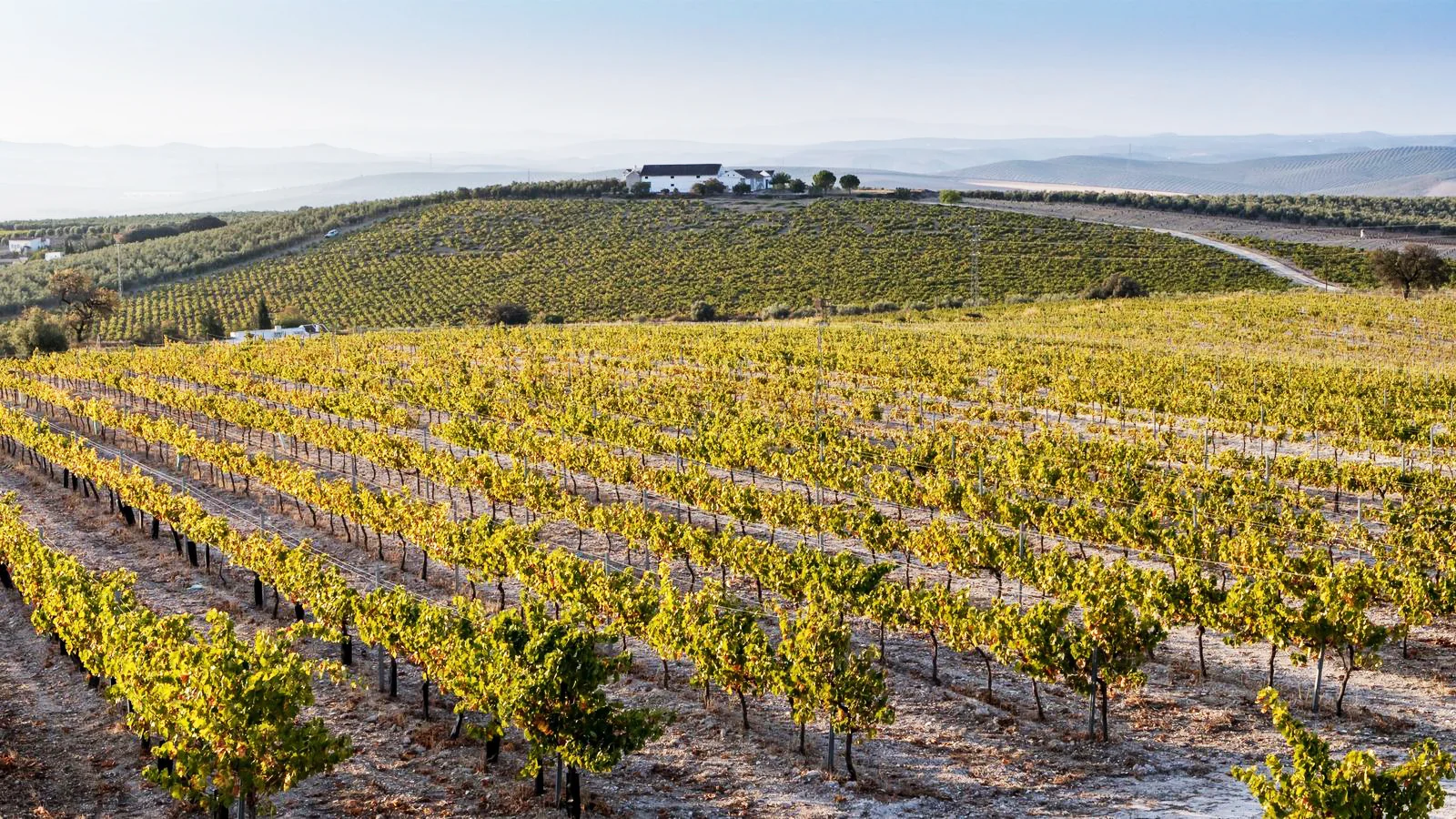 Rutas Flamencas Montilla