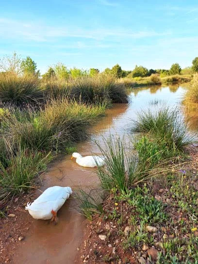 Rutas Flamencas La Guijarrosa