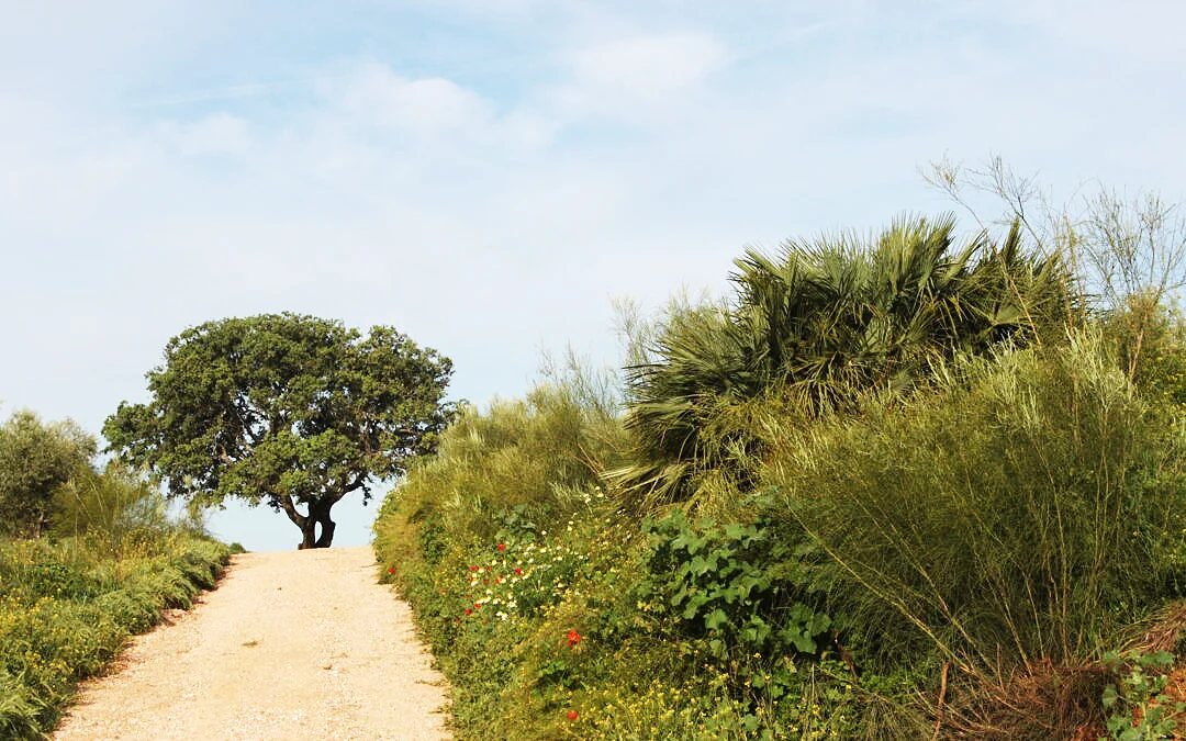 Rutas Flamencas La Guijarrosa