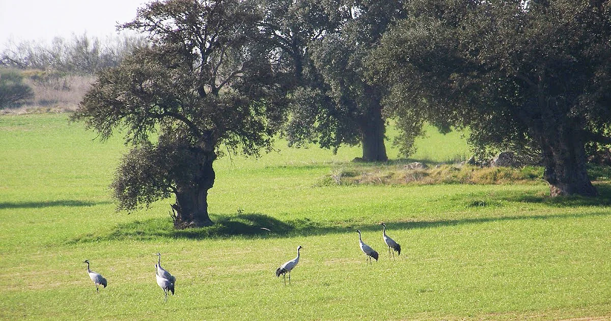 Rutas Flamencas Pozoblanco