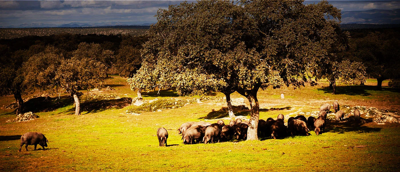 Rutas Flamencas Pozoblanco